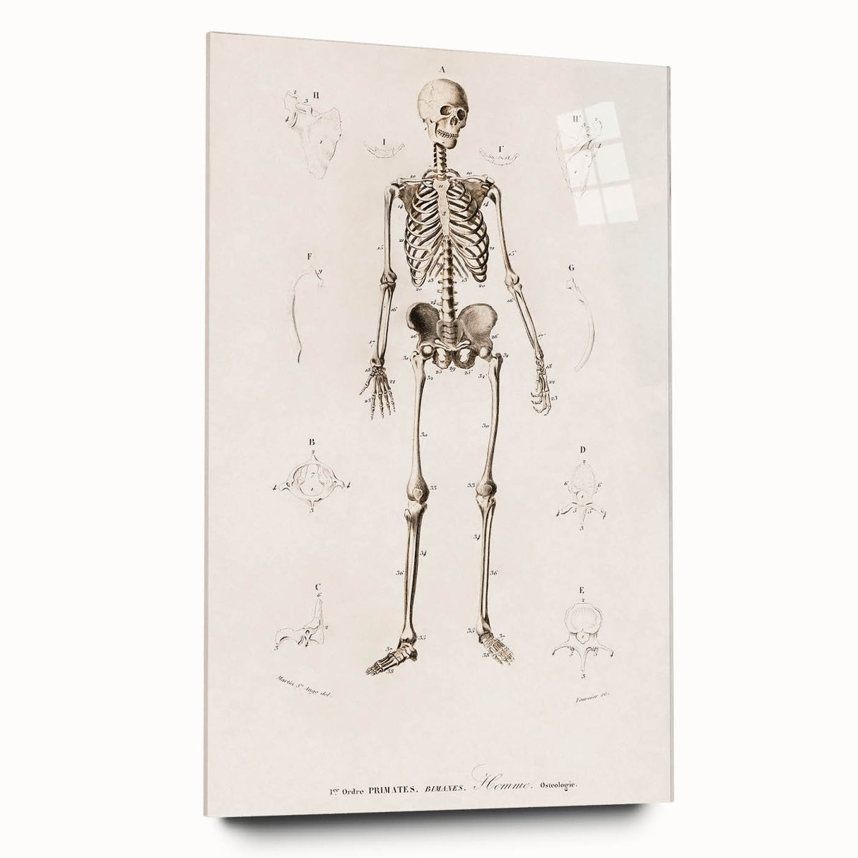 Romanticism Art: Human Skeleton Anatomical Illustration Canvas Print