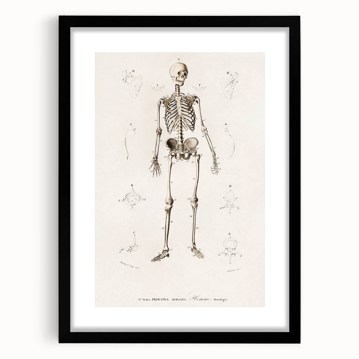 Romanticism Art: Human Skeleton Anatomical Illustration Canvas Print