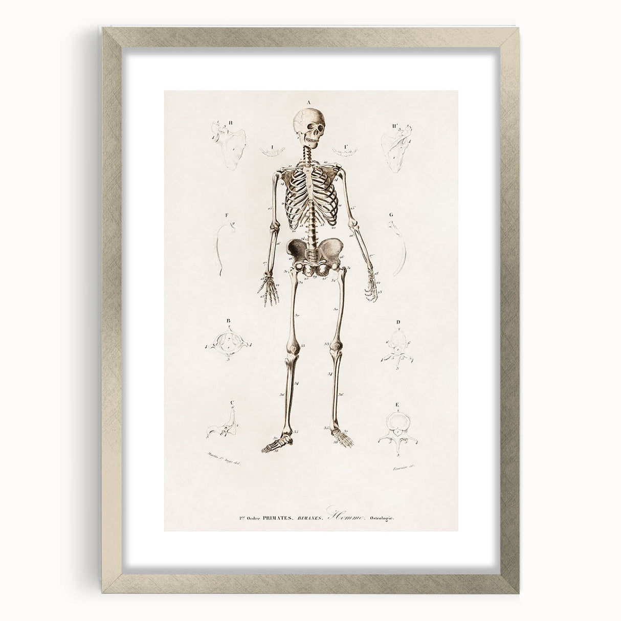 Romanticism Art: Human Skeleton Anatomical Illustration Canvas Print