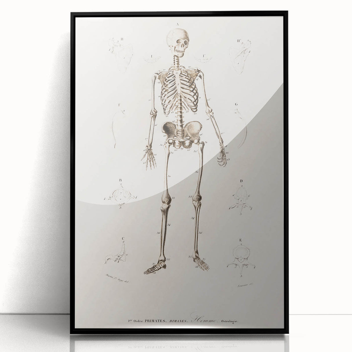 Romanticism Art: Human Skeleton Anatomical Illustration Canvas Print
