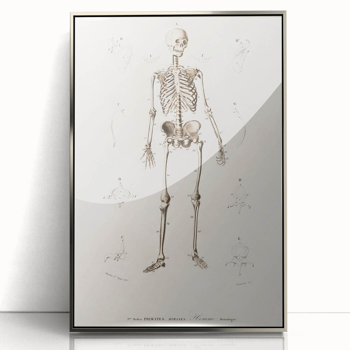 Romanticism Art: Human Skeleton Anatomical Illustration Canvas Print