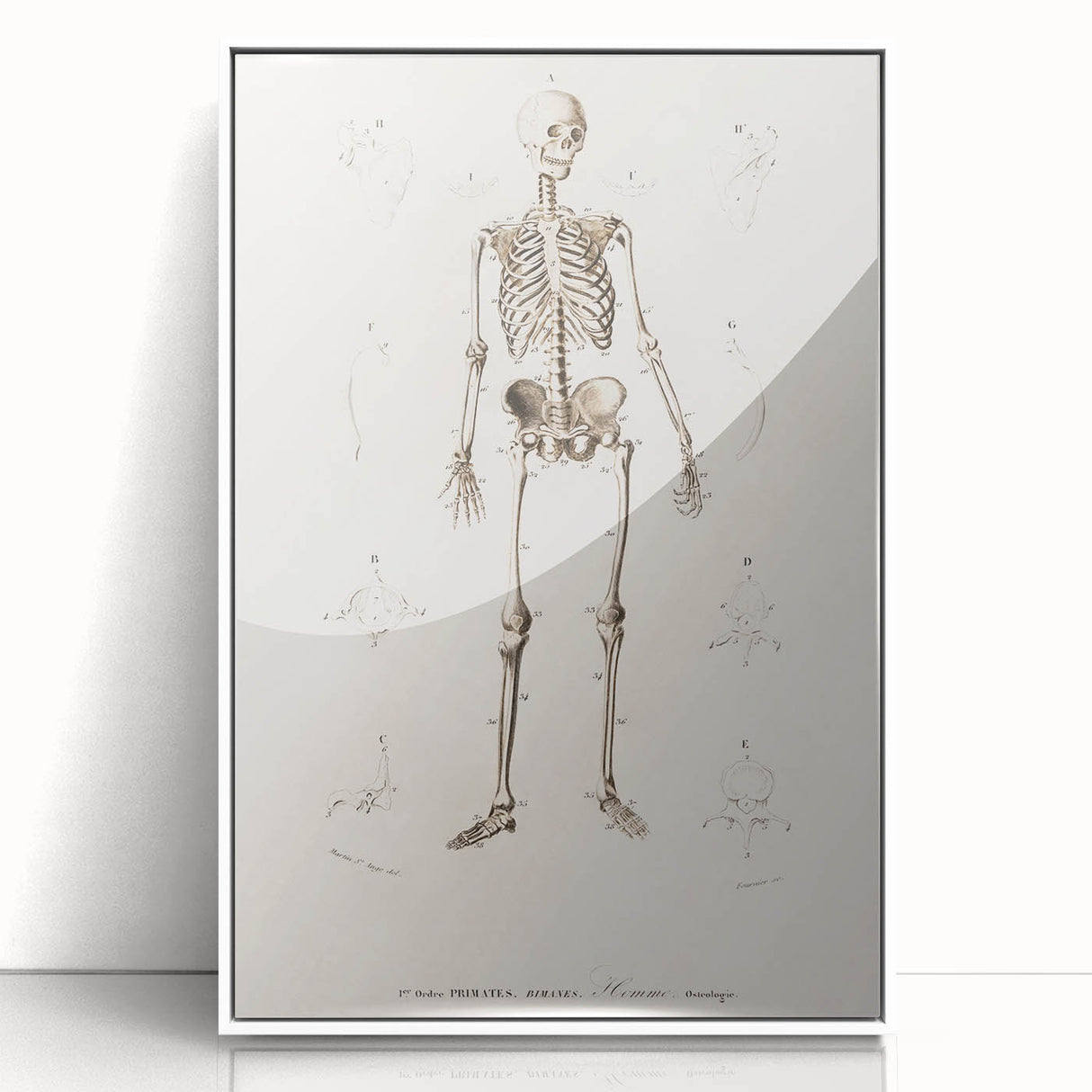 Romanticism Art: Human Skeleton Anatomical Illustration Canvas Print