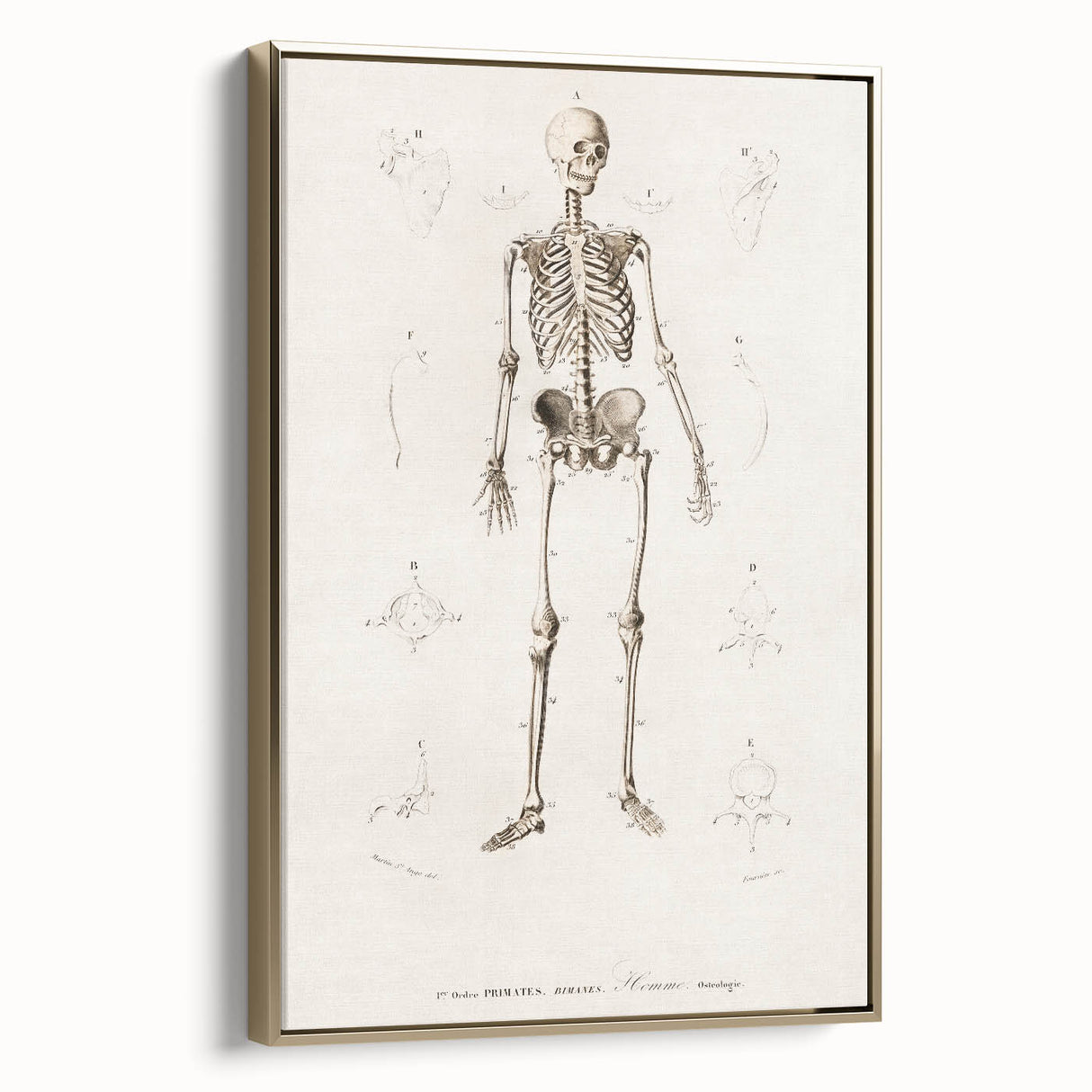 Romanticism Art: Human Skeleton Anatomical Illustration Canvas Print