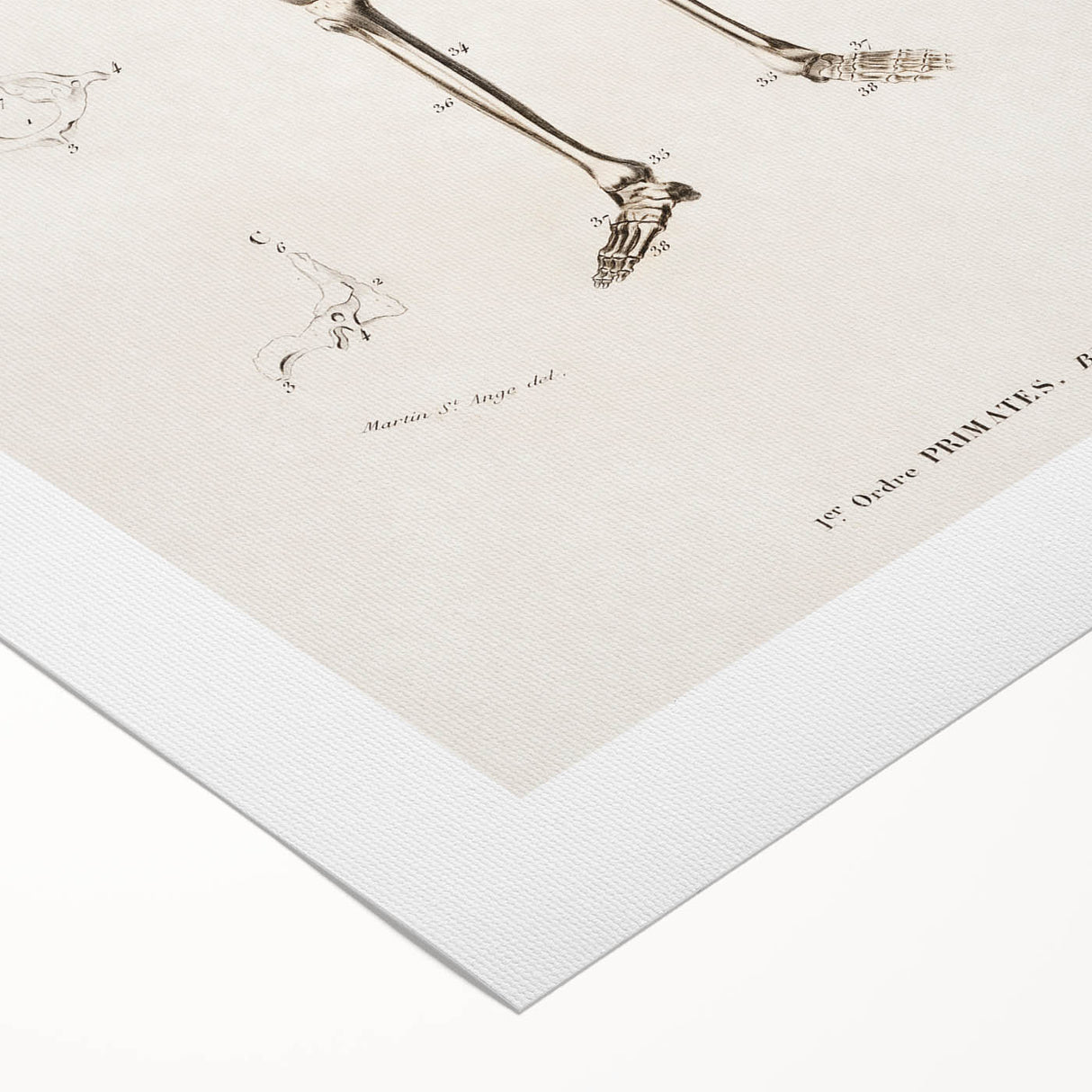 Romanticism Art: Human Skeleton Anatomical Illustration Canvas Print