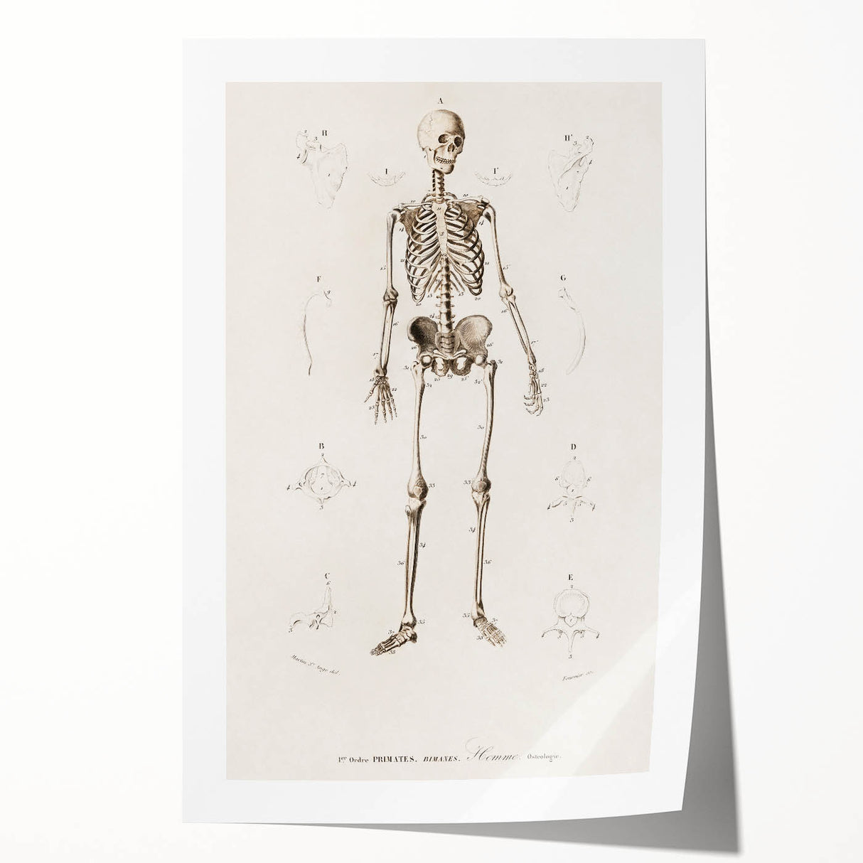 Romanticism Art: Human Skeleton Anatomical Illustration Canvas Print