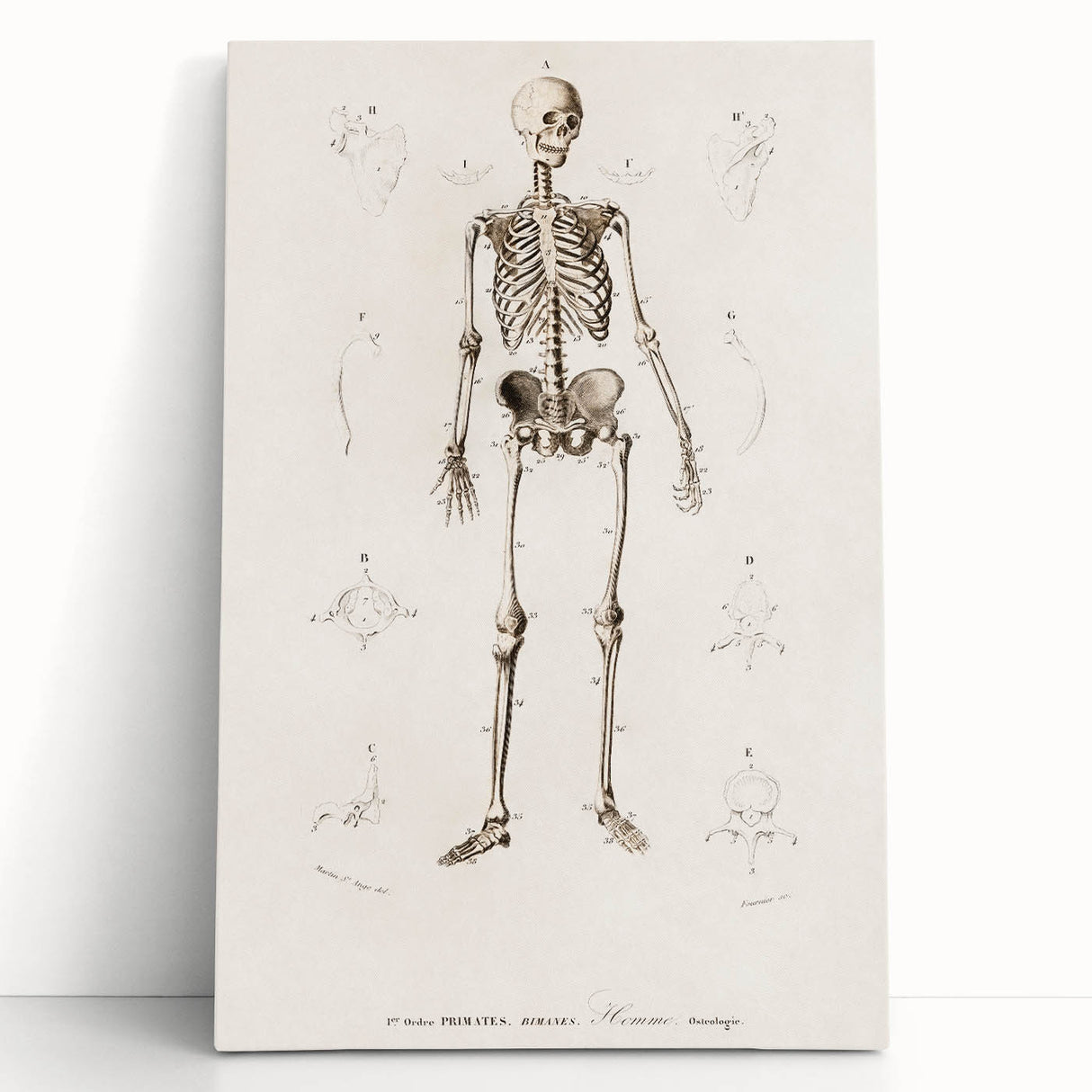 Romanticism Art: Human Skeleton Anatomical Illustration Canvas Print