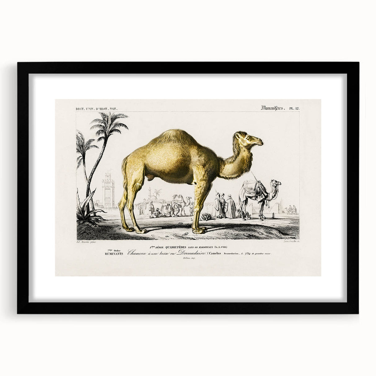 Historic Romantic Art: Camel Illustration - Cultural Romantic Wall Art