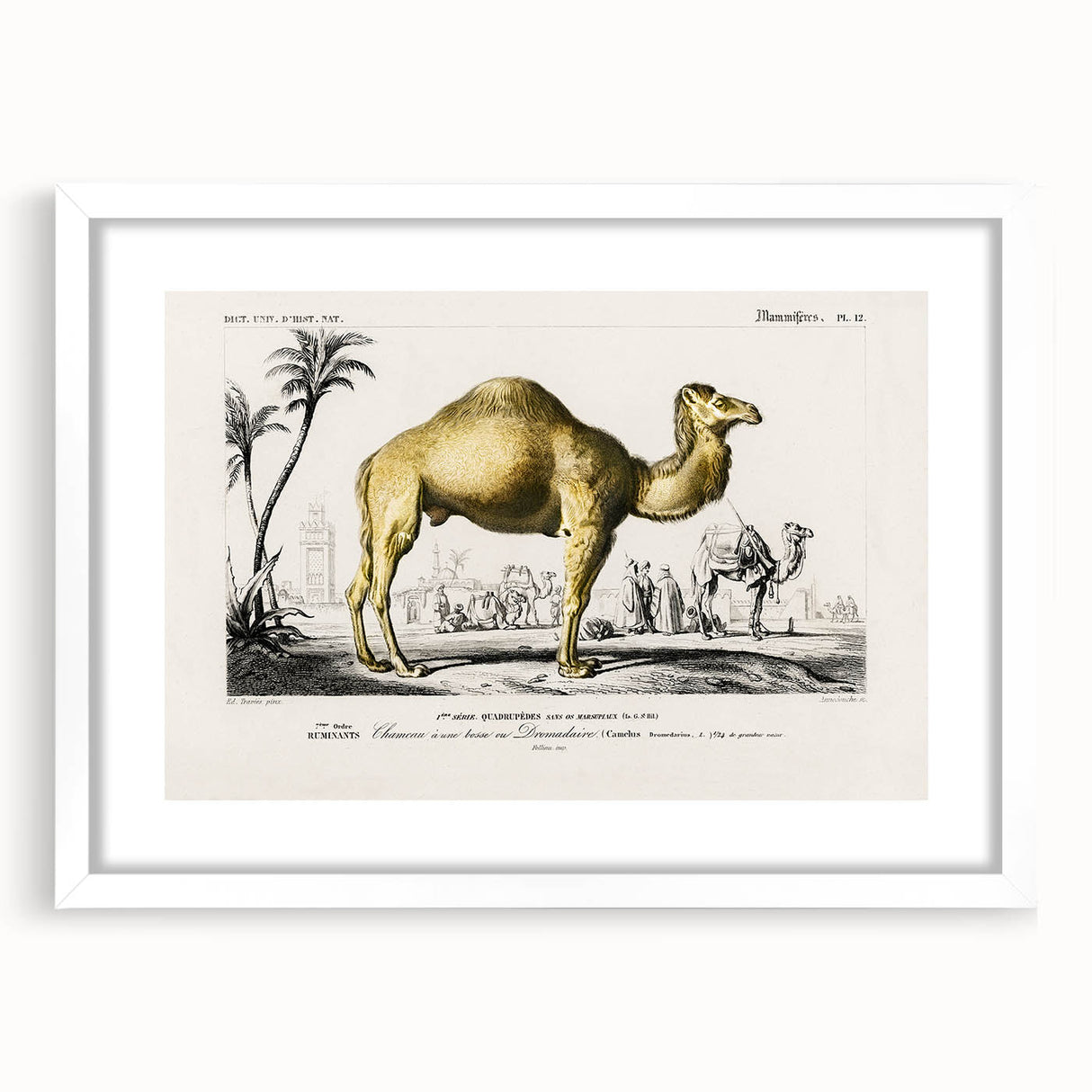 Historic Romantic Art: Camel Illustration - Cultural Romantic Wall Art