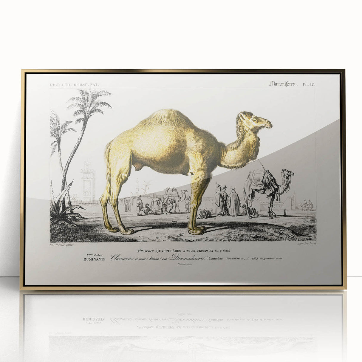 Historic Romantic Art: Camel Illustration - Cultural Romantic Wall Art