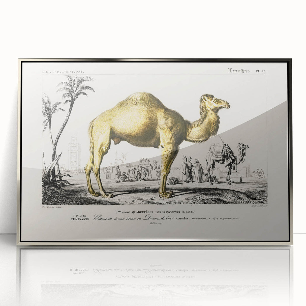 Historic Romantic Art: Camel Illustration - Cultural Romantic Wall Art