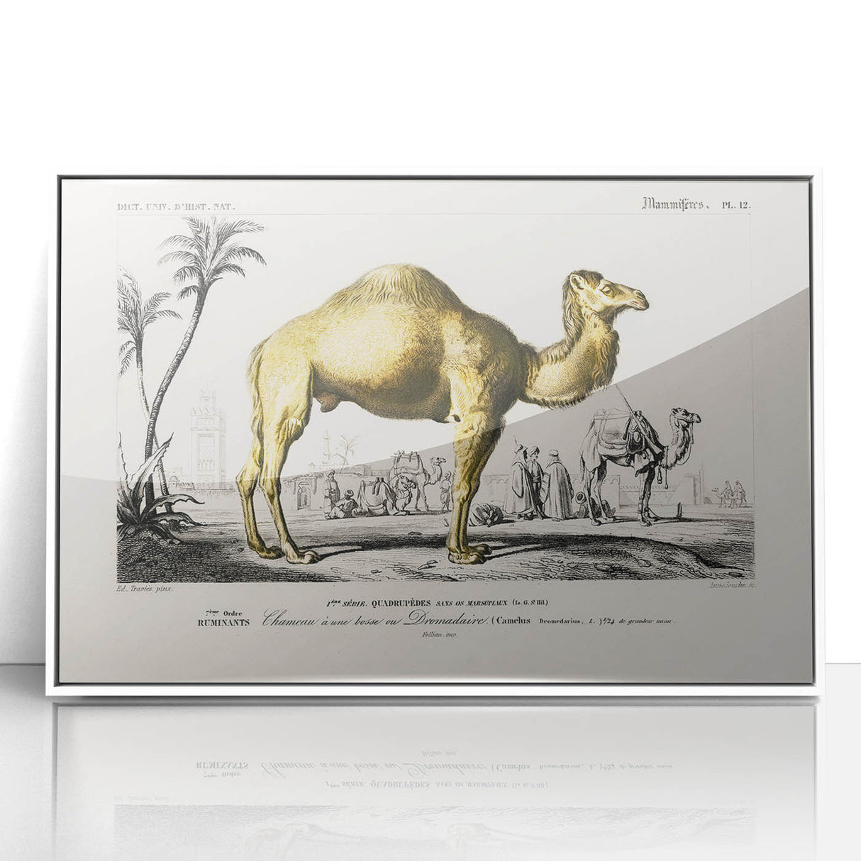 Historic Romantic Art: Camel Illustration - Cultural Romantic Wall Art