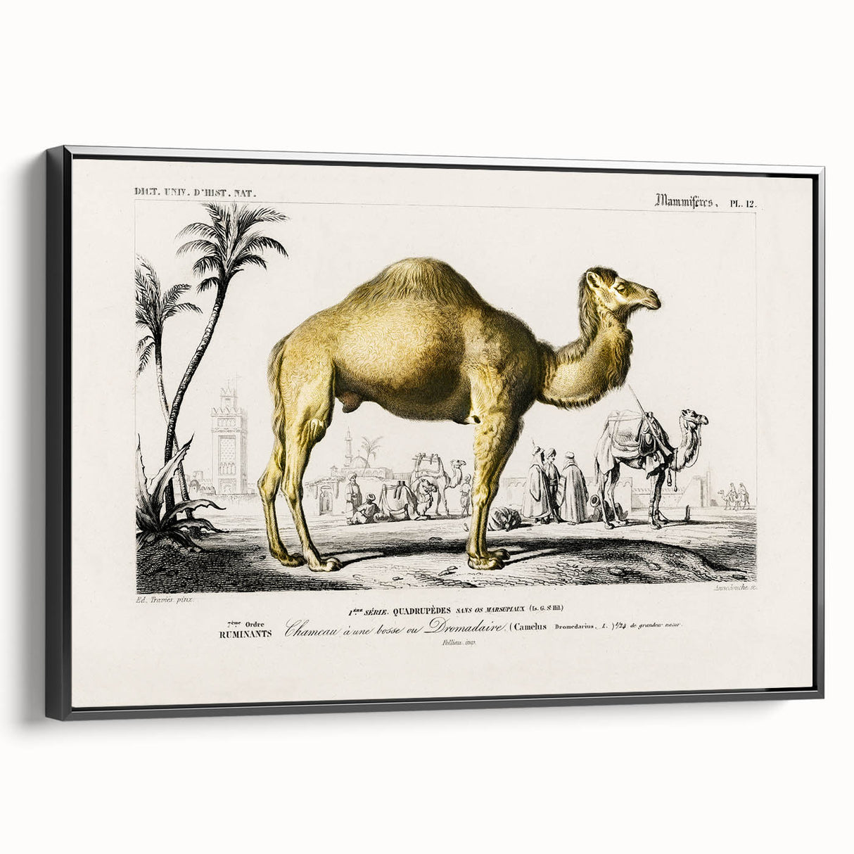 Historic Romantic Art: Camel Illustration - Cultural Romantic Wall Art