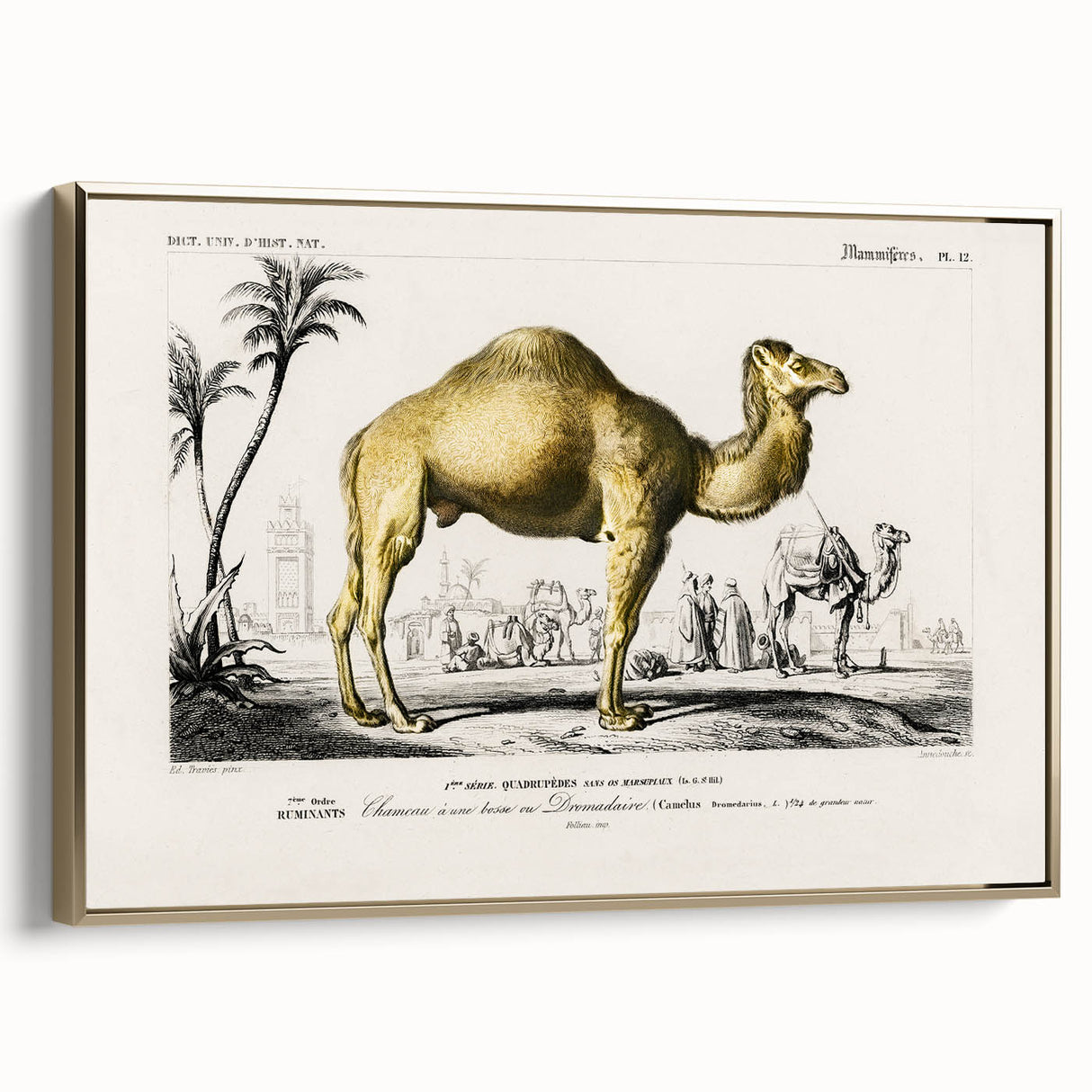Historic Romantic Art: Camel Illustration - Cultural Romantic Wall Art