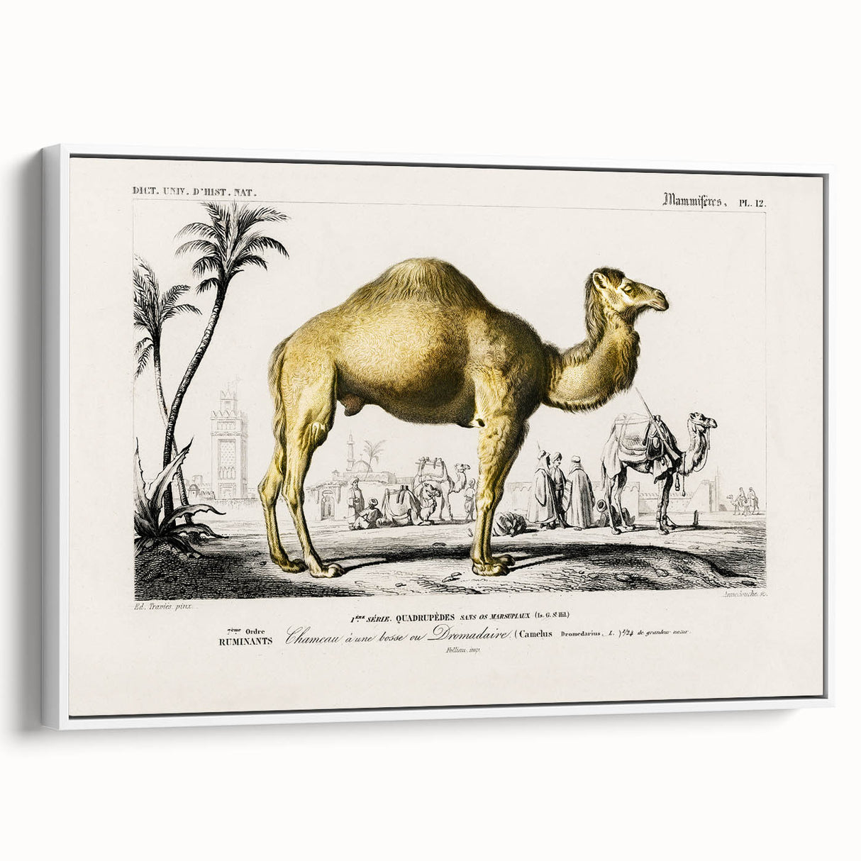 Historic Romantic Art: Camel Illustration - Cultural Romantic Wall Art