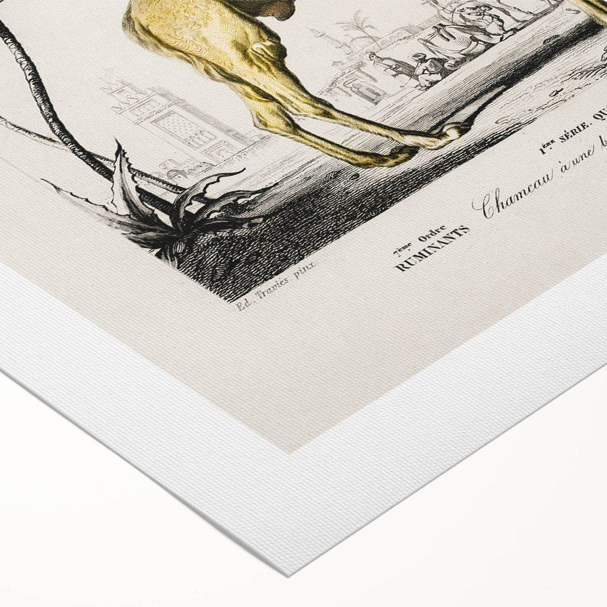 Historic Romantic Art: Camel Illustration - Cultural Romantic Wall Art