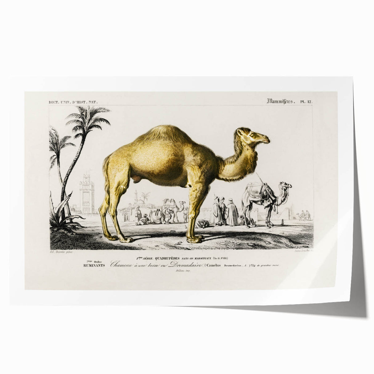 Historic Romantic Art: Camel Illustration - Cultural Romantic Wall Art