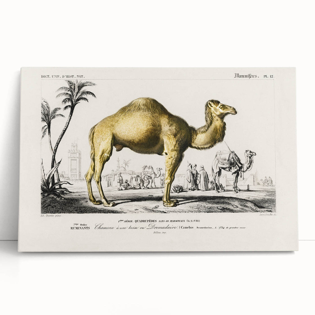 Historic Romantic Art: Camel Illustration - Cultural Romantic Wall Art