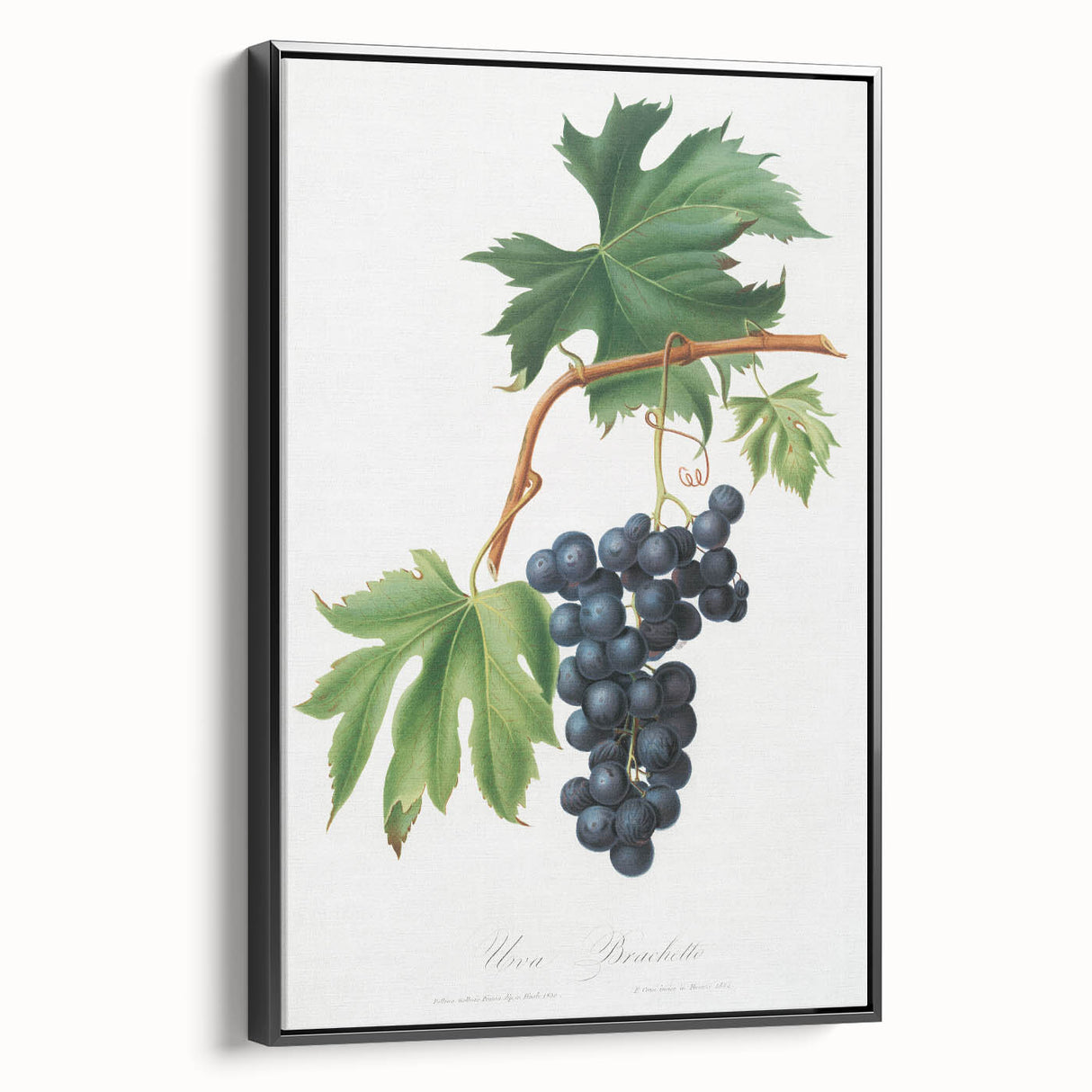 Romanticism Art: Brachetto Grape Botanical Illustration Canvas Print
