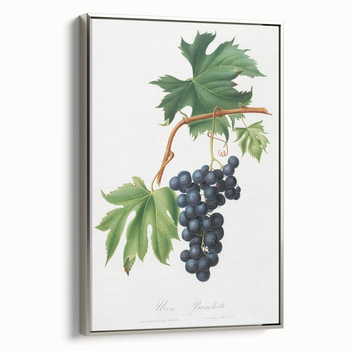 Romanticism Art: Brachetto Grape Botanical Illustration Canvas Print