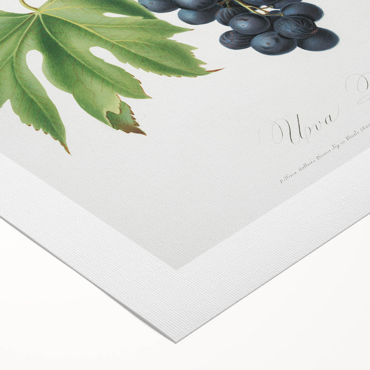 Romanticism Art: Brachetto Grape Botanical Illustration Canvas Print