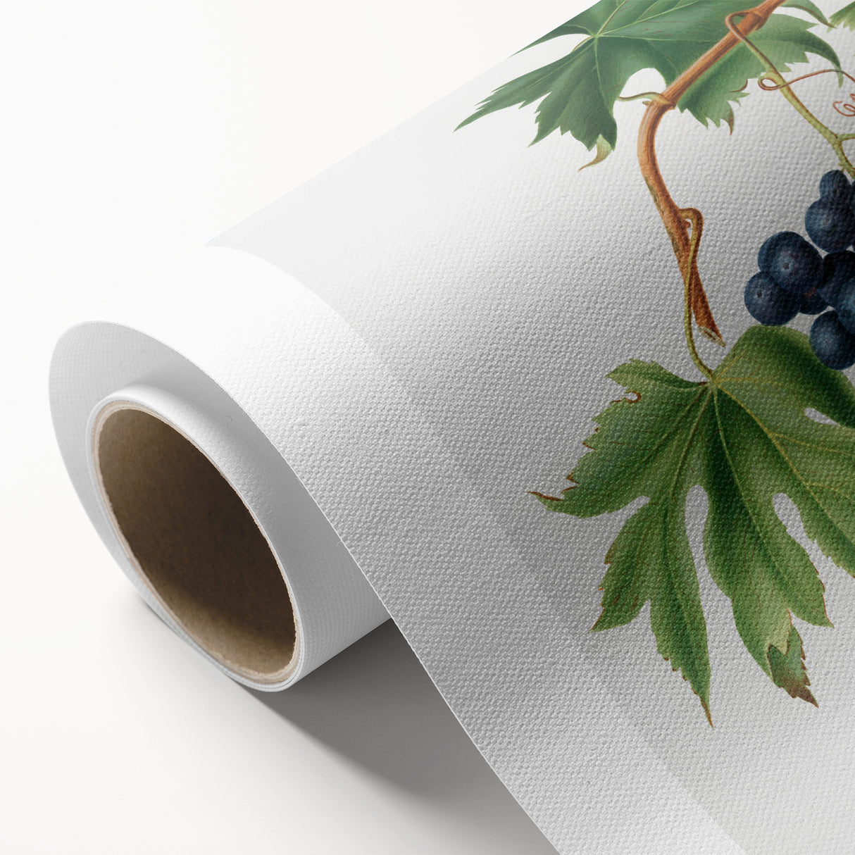 Romanticism Art: Brachetto Grape Botanical Illustration Canvas Print