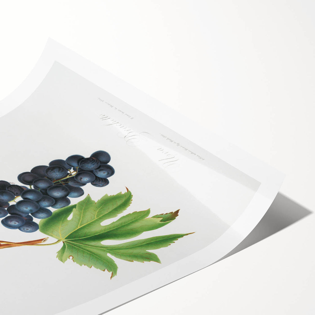 Romanticism Art: Brachetto Grape Botanical Illustration Canvas Print