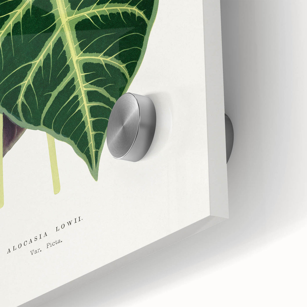 Romanticism Art: Alocasia Leaf Botanical Illustration Canvas Print