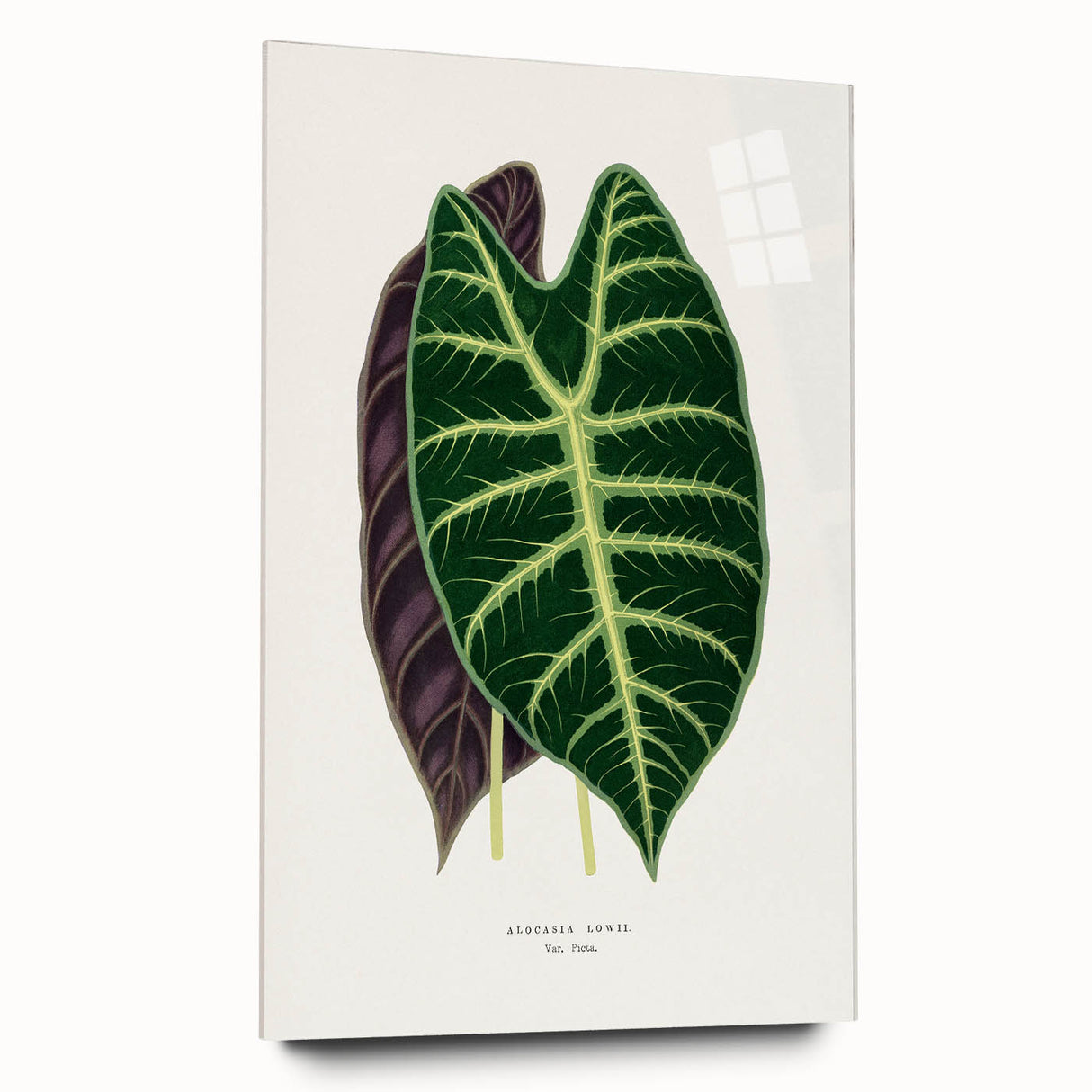 Romanticism Art: Alocasia Leaf Botanical Illustration Canvas Print