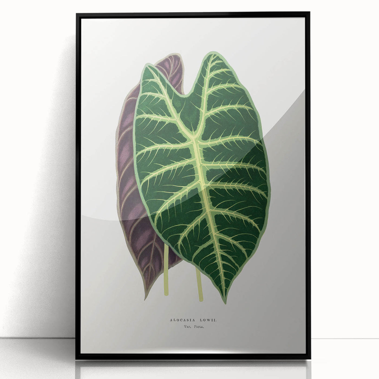 Romanticism Art: Alocasia Leaf Botanical Illustration Canvas Print