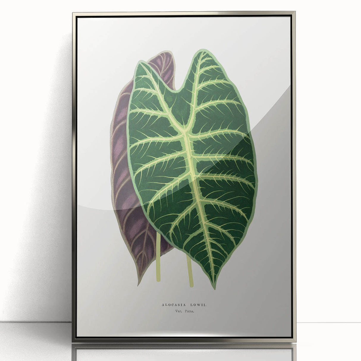 Romanticism Art: Alocasia Leaf Botanical Illustration Canvas Print