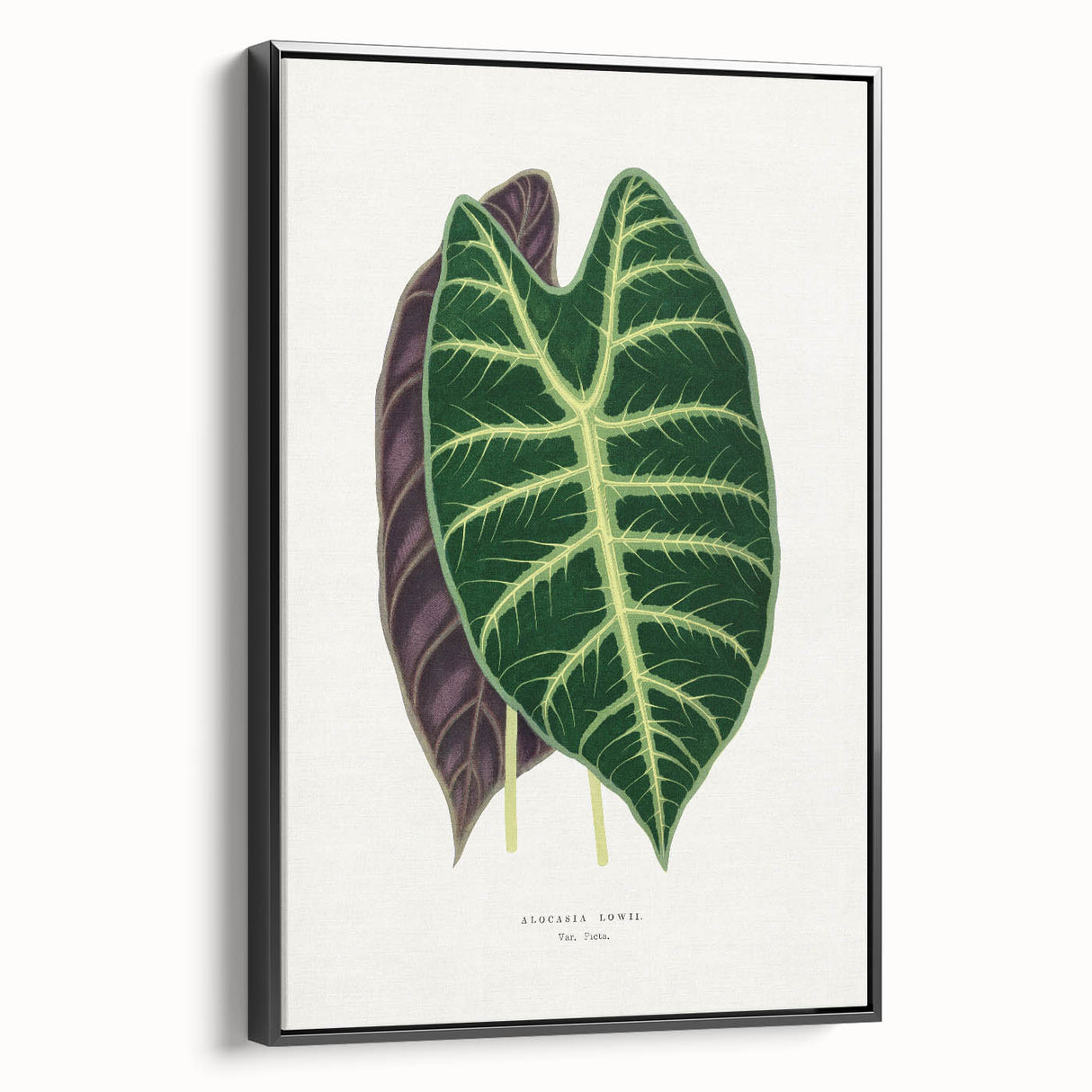 Romanticism Art: Alocasia Leaf Botanical Illustration Canvas Print