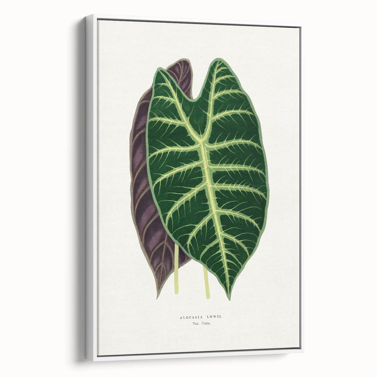 Romanticism Art: Alocasia Leaf Botanical Illustration Canvas Print