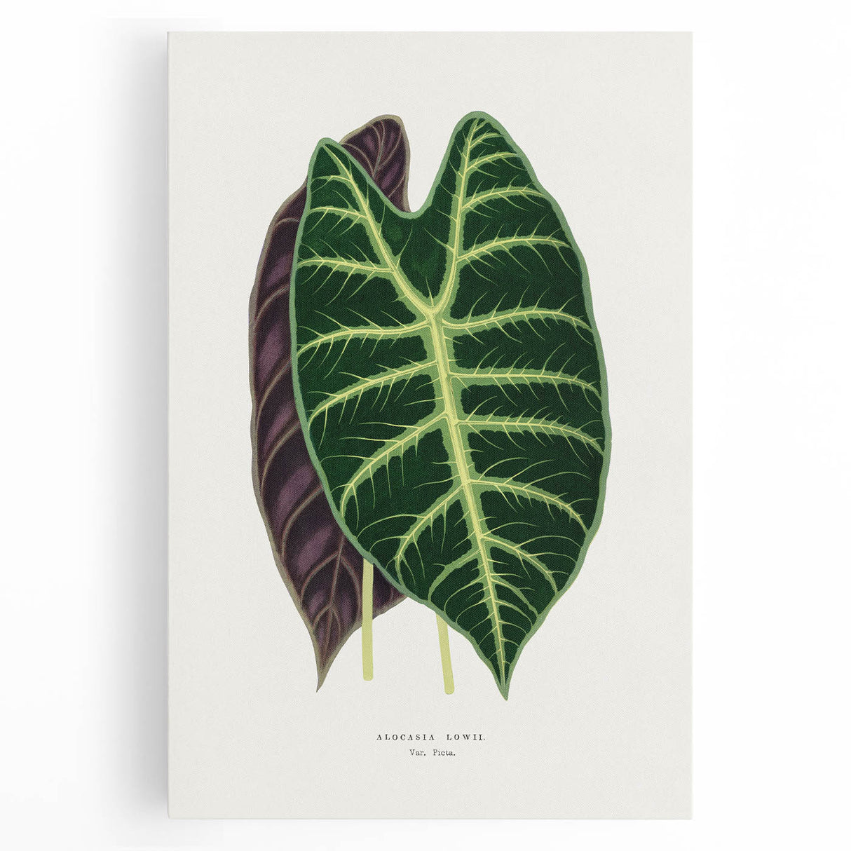 Romanticism Art: Alocasia Leaf Botanical Illustration Canvas Print