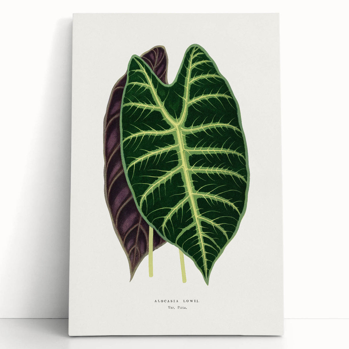 Romanticism Art: Alocasia Leaf Botanical Illustration Canvas Print