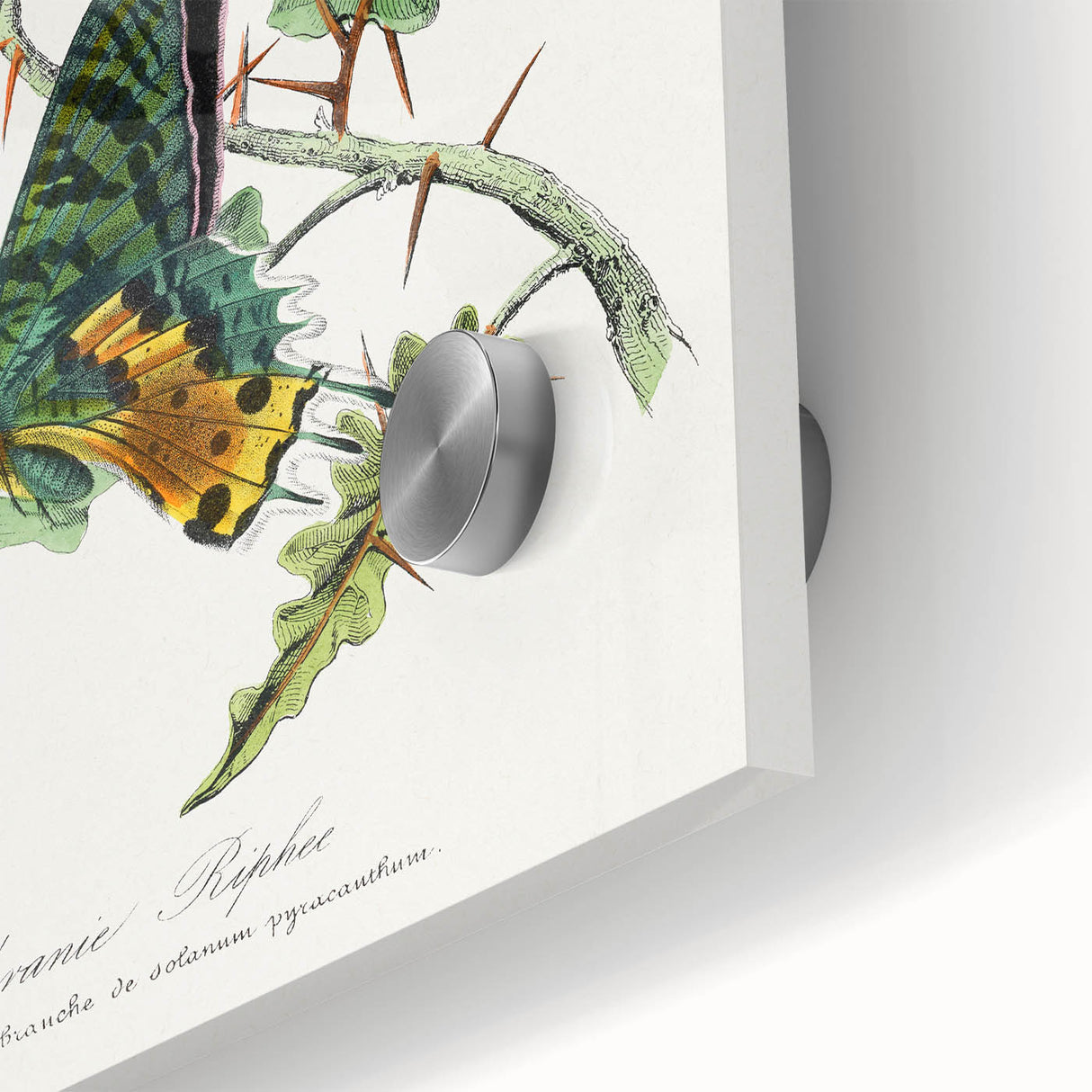 Romanticism Art: Vibrant Butterfly Illustration Canvas Print