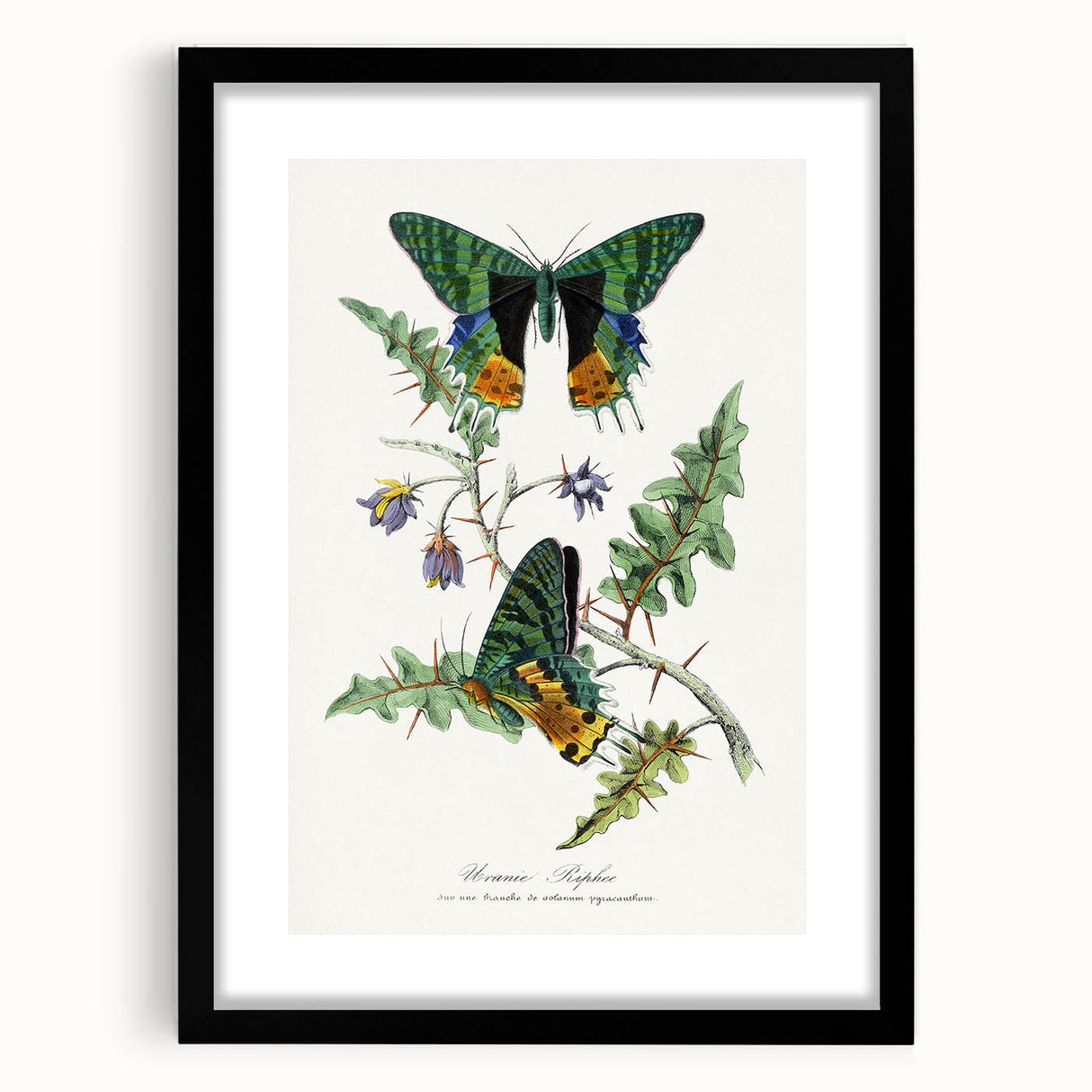 Romanticism Art: Vibrant Butterfly Illustration Canvas Print