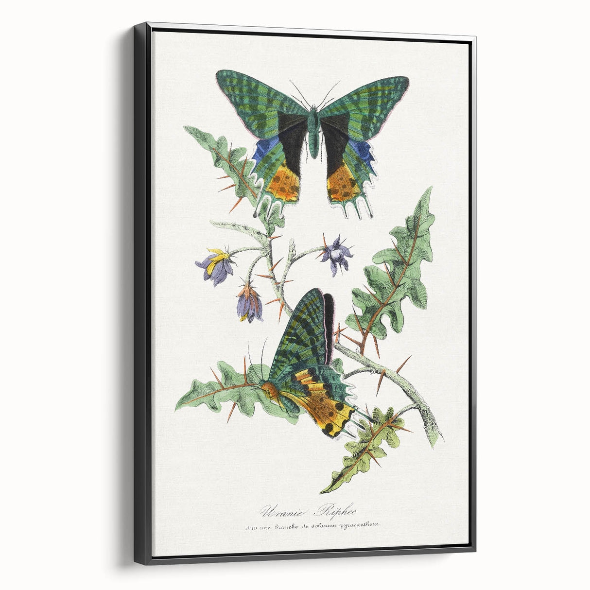 Romanticism Art: Vibrant Butterfly Illustration Canvas Print