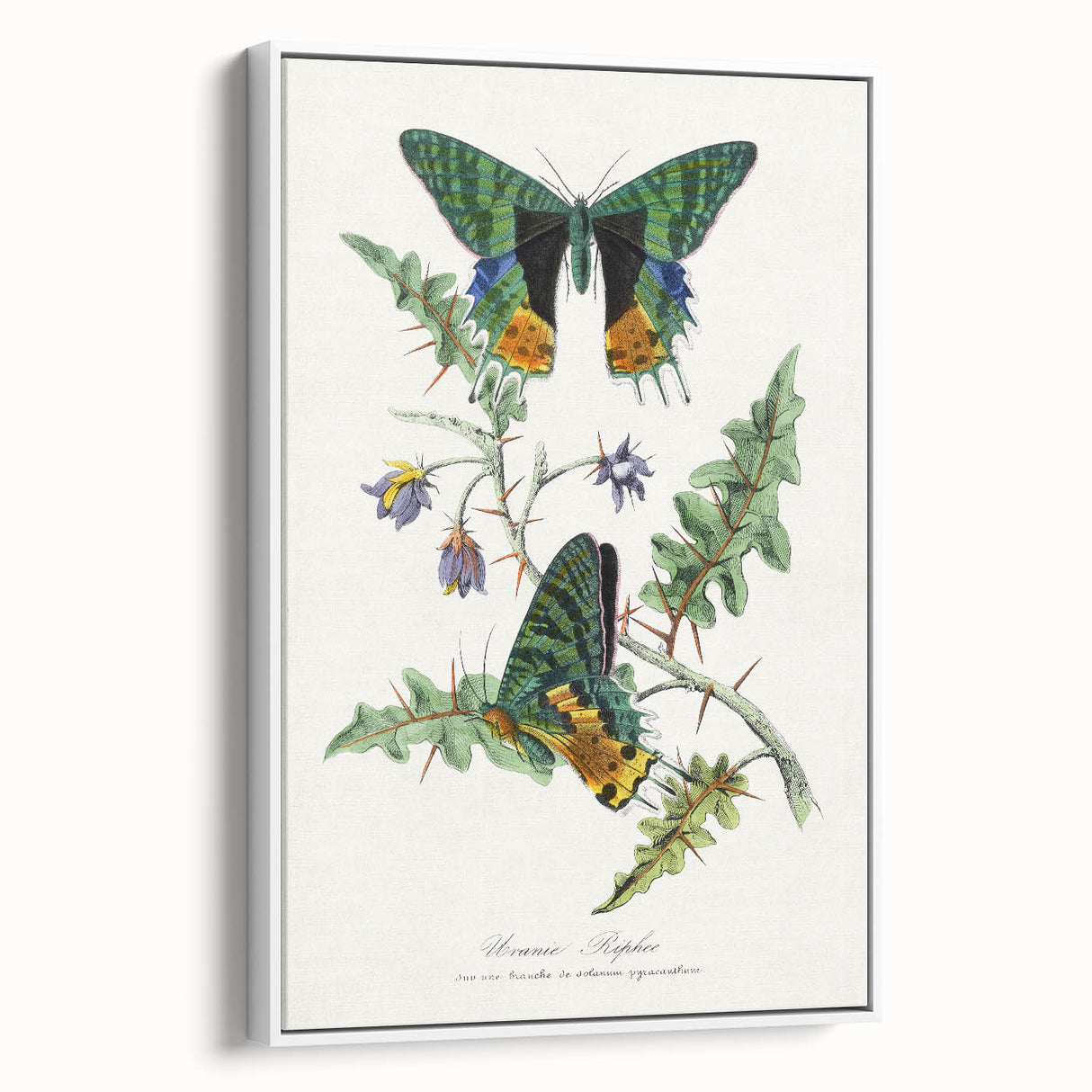Romanticism Art: Vibrant Butterfly Illustration Canvas Print
