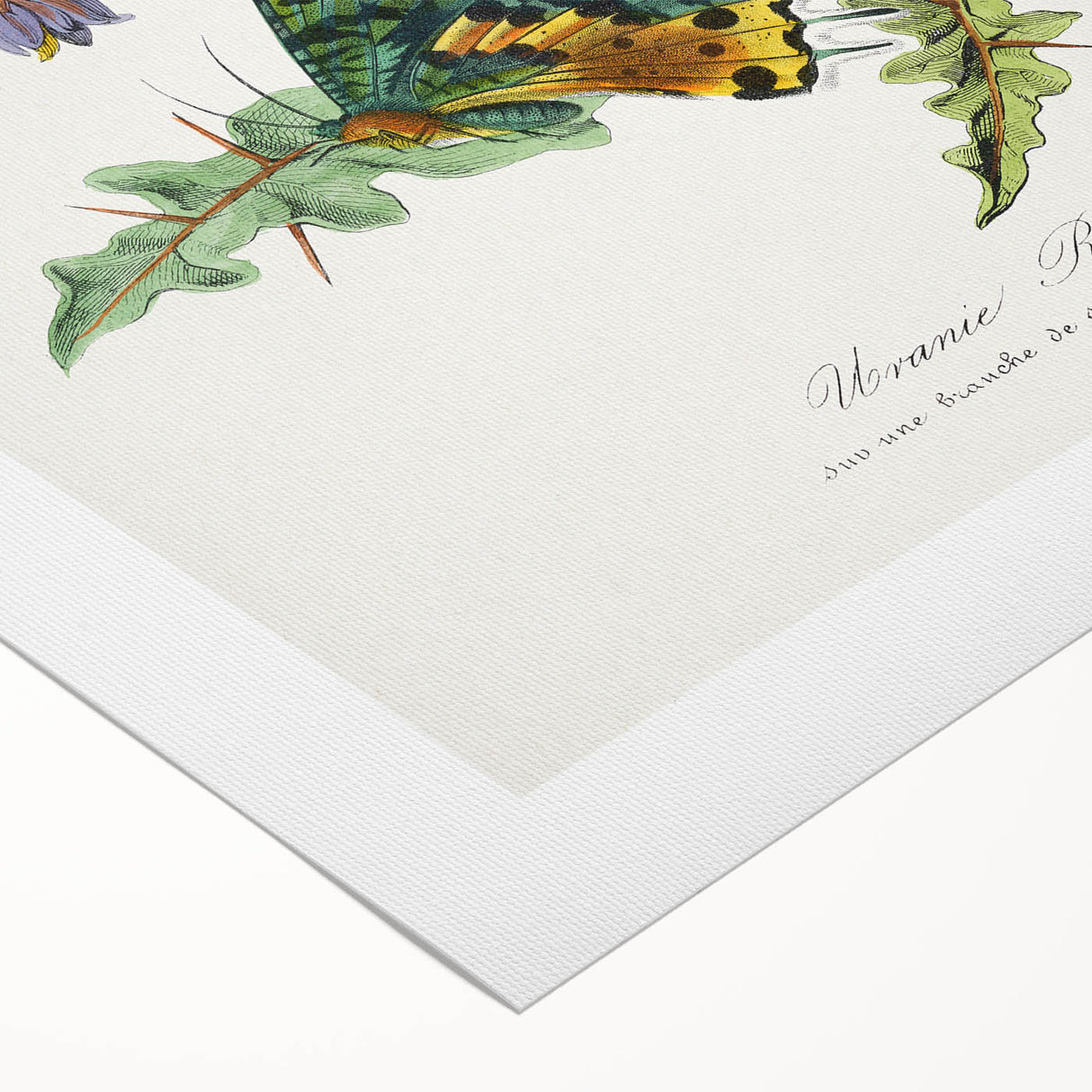 Romanticism Art: Vibrant Butterfly Illustration Canvas Print