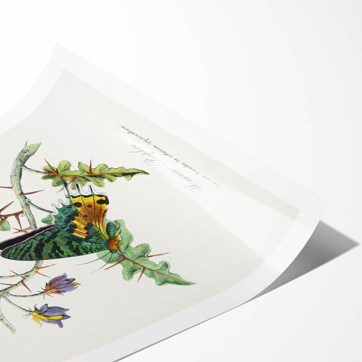 Romanticism Art: Vibrant Butterfly Illustration Canvas Print