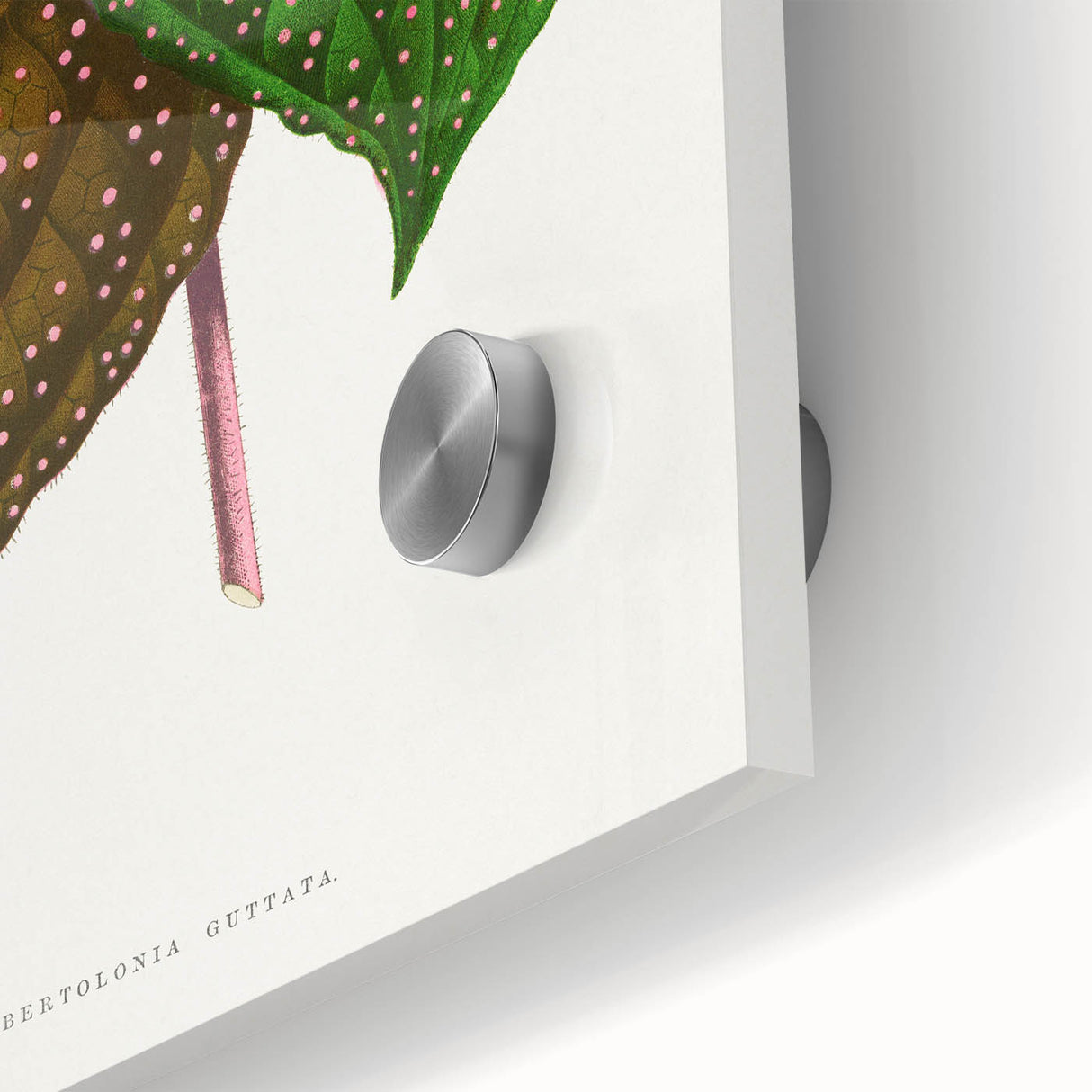 Romanticism Art: Bertolonia Guttata Botanical Illustration Canvas