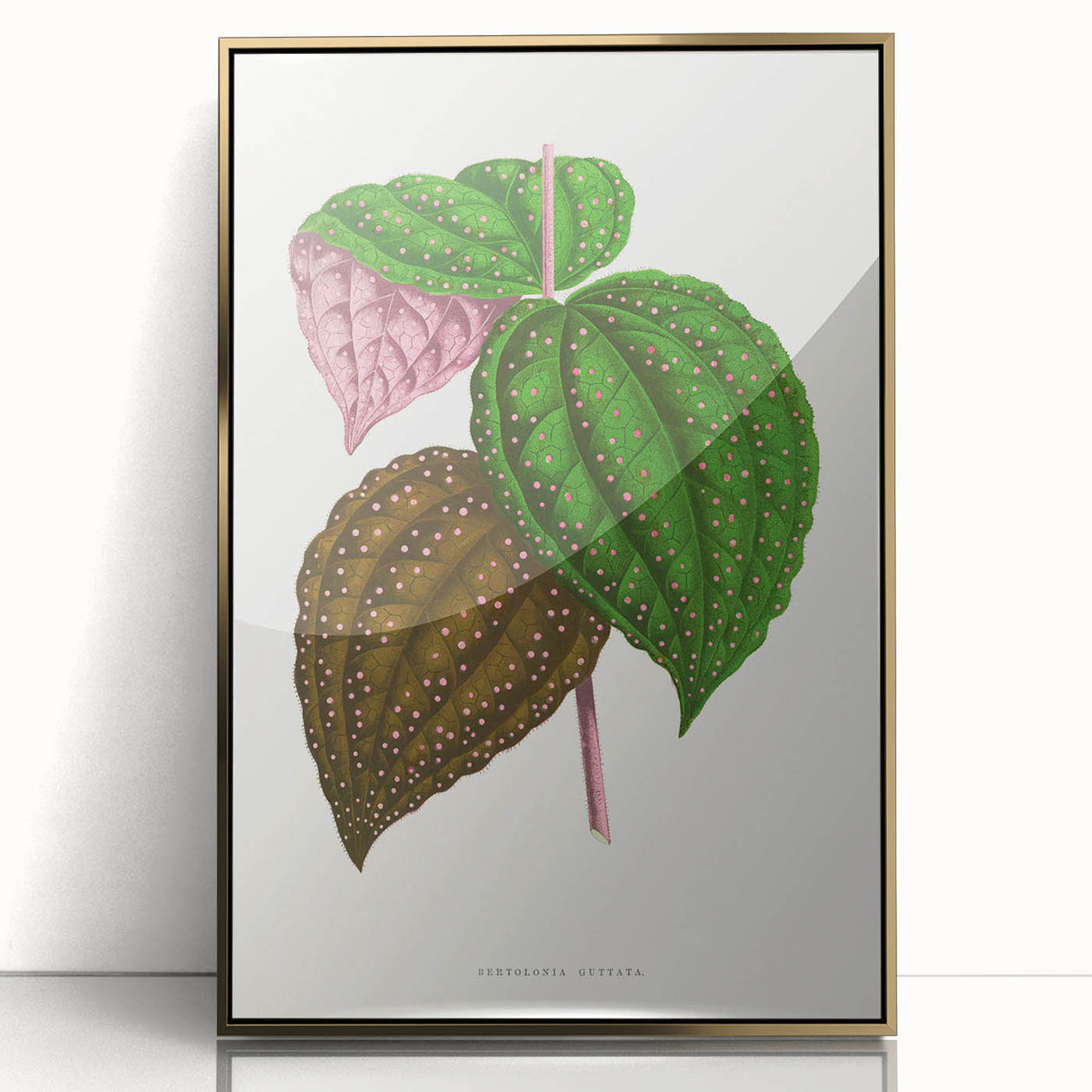 Romanticism Art: Bertolonia Guttata Botanical Illustration Canvas