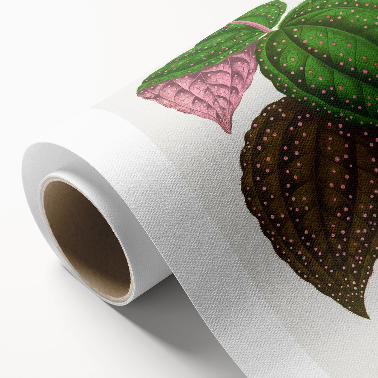 Romanticism Art: Bertolonia Guttata Botanical Illustration Canvas