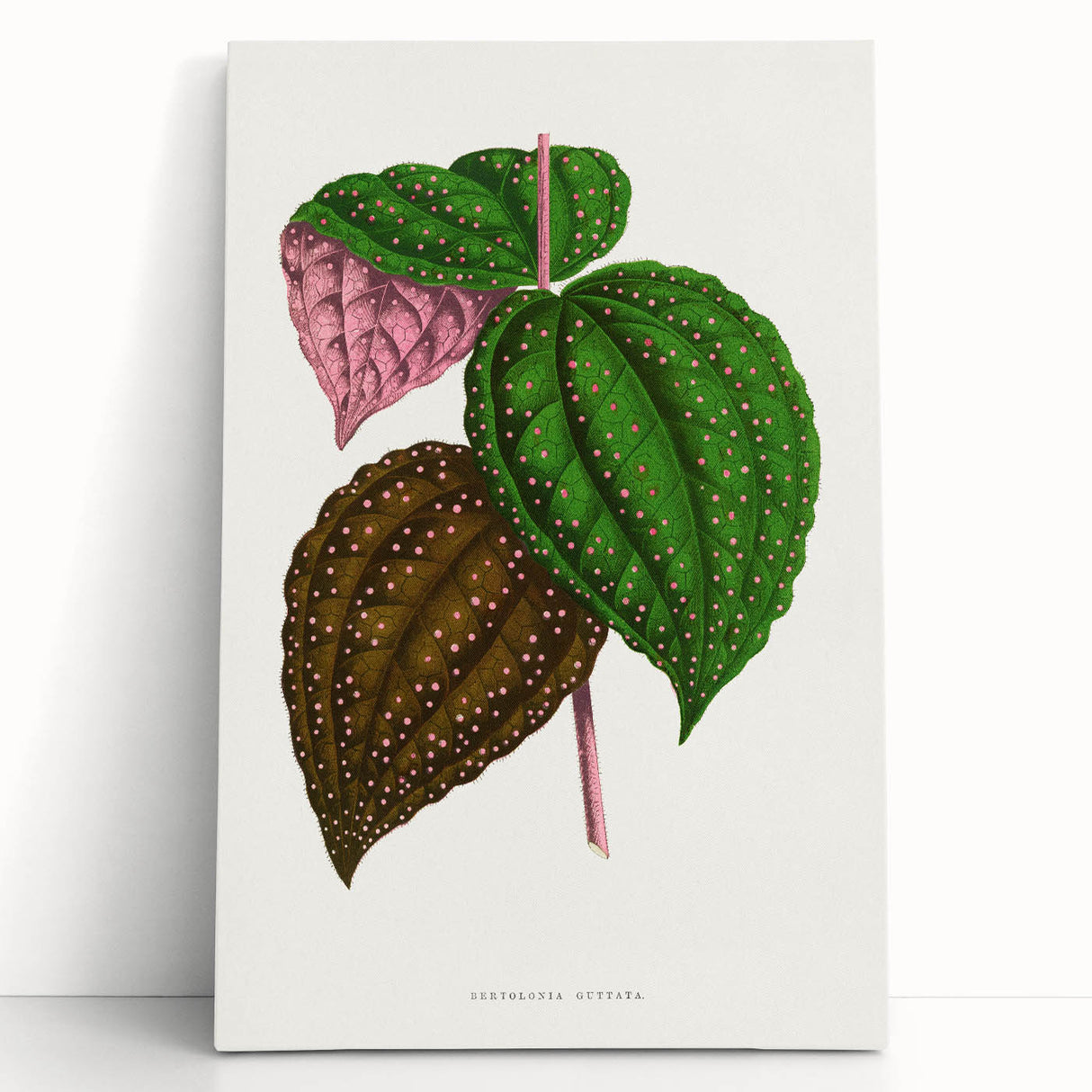 Romanticism Art: Bertolonia Guttata Botanical Illustration Canvas