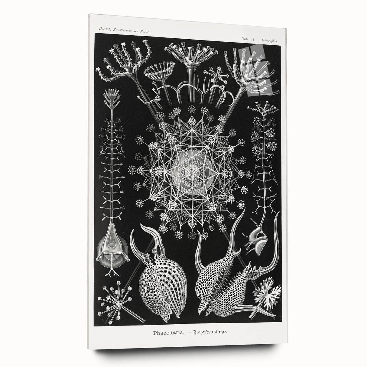 Abstract Modern Art – Bold Red and Black Design on Acrylic Glass