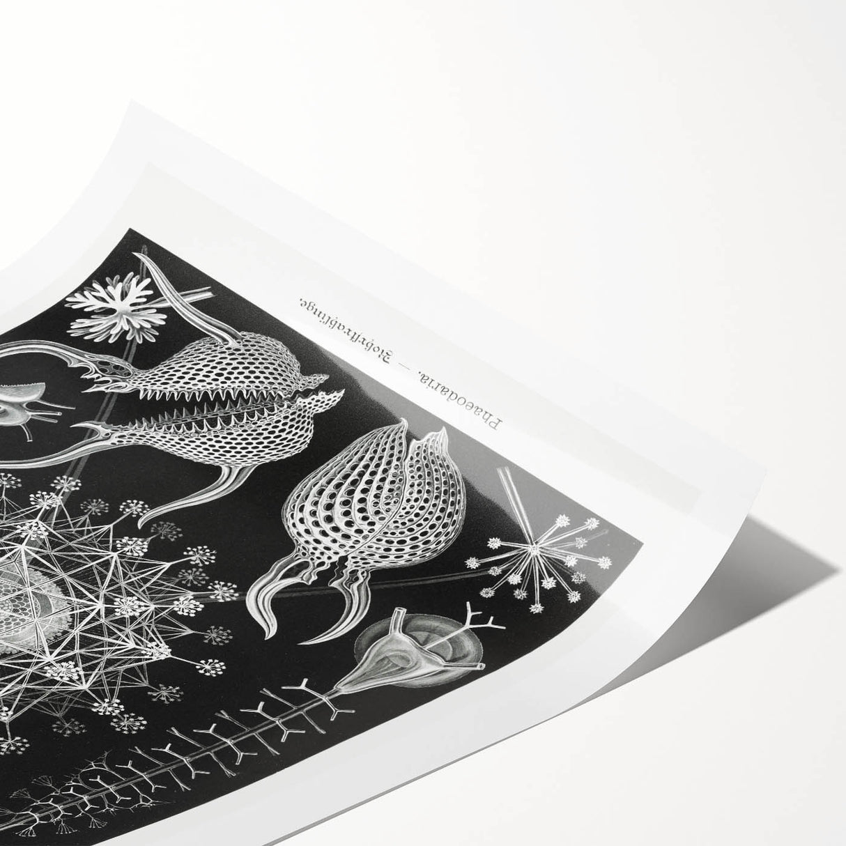 Abstract Modern Art – Bold Red and Black Design on Acrylic Glass