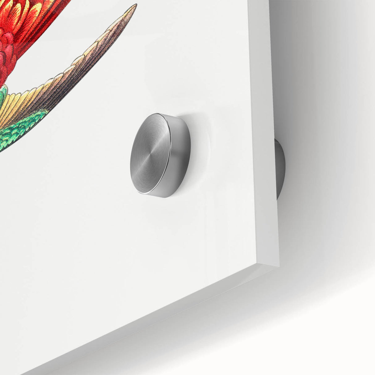 Modern Wall Art - Colorful Hummingbird | Contemporary Nature Print