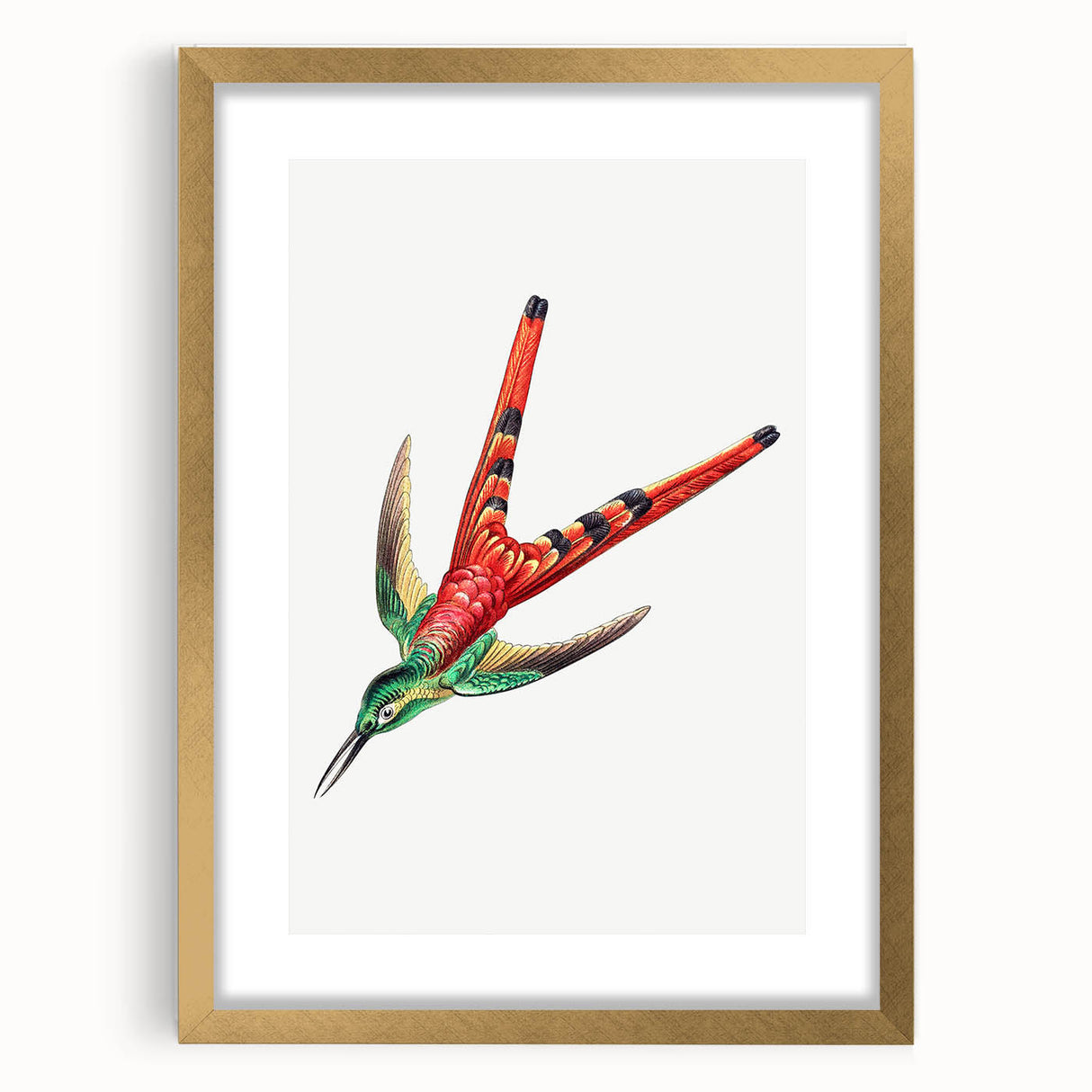 Modern Wall Art - Colorful Hummingbird | Contemporary Nature Print