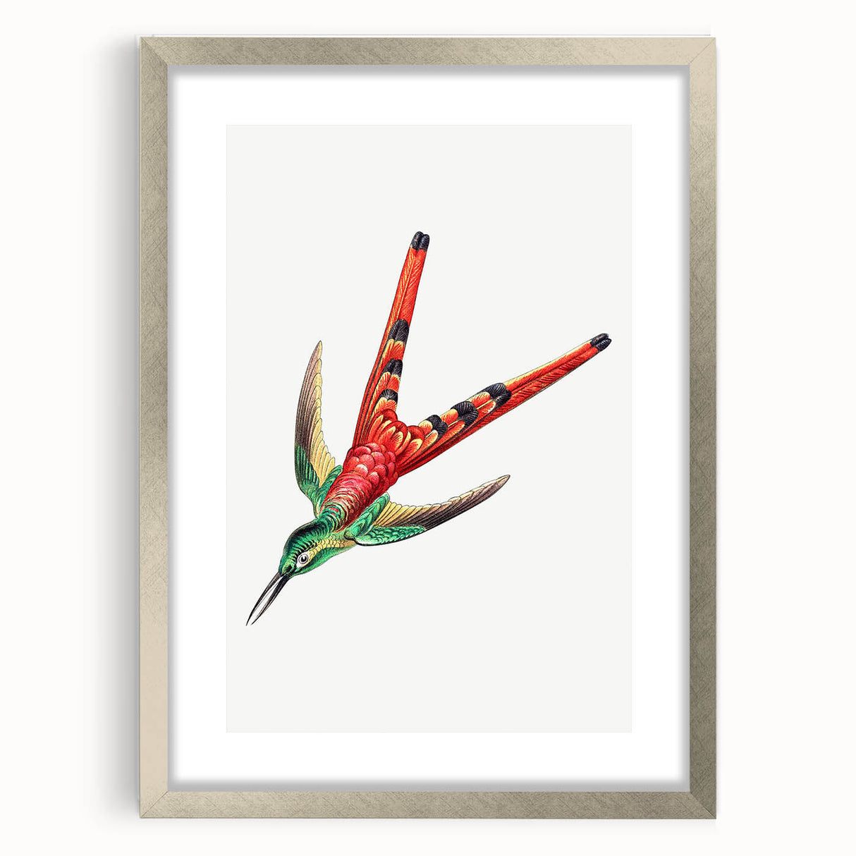 Modern Wall Art - Colorful Hummingbird | Contemporary Nature Print