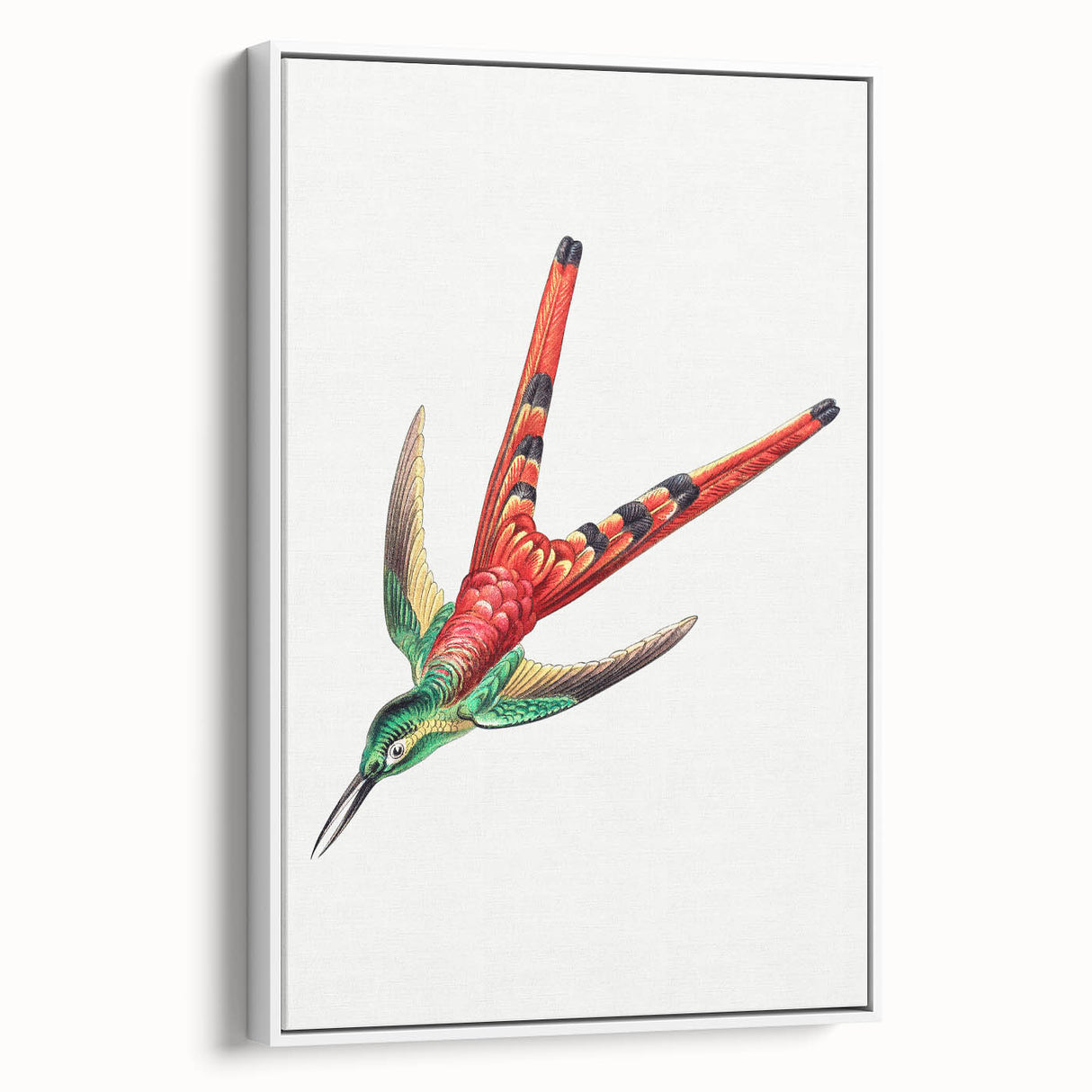 Modern Wall Art - Colorful Hummingbird | Contemporary Nature Print